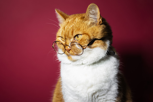E-cartes tarifs remisés animalerie