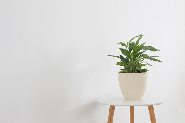 réductions cse maison et jardin