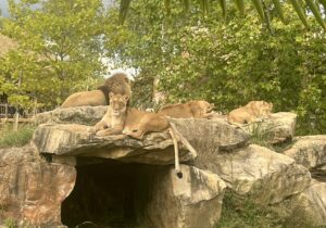 emile's éductour zooparc de beauval